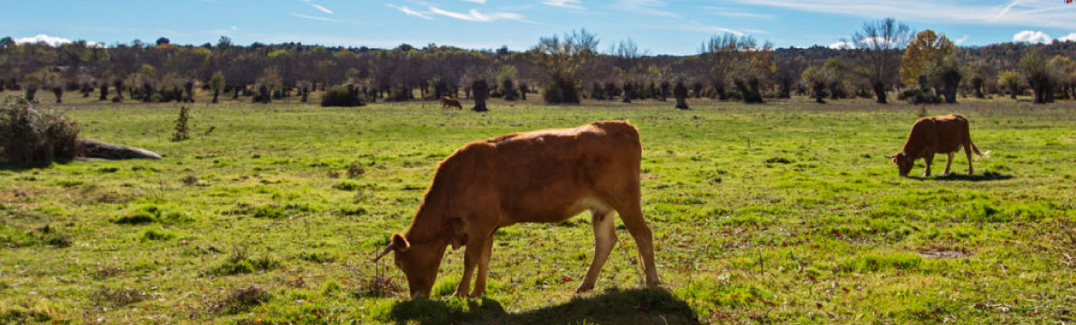 Senda de La Dehesa